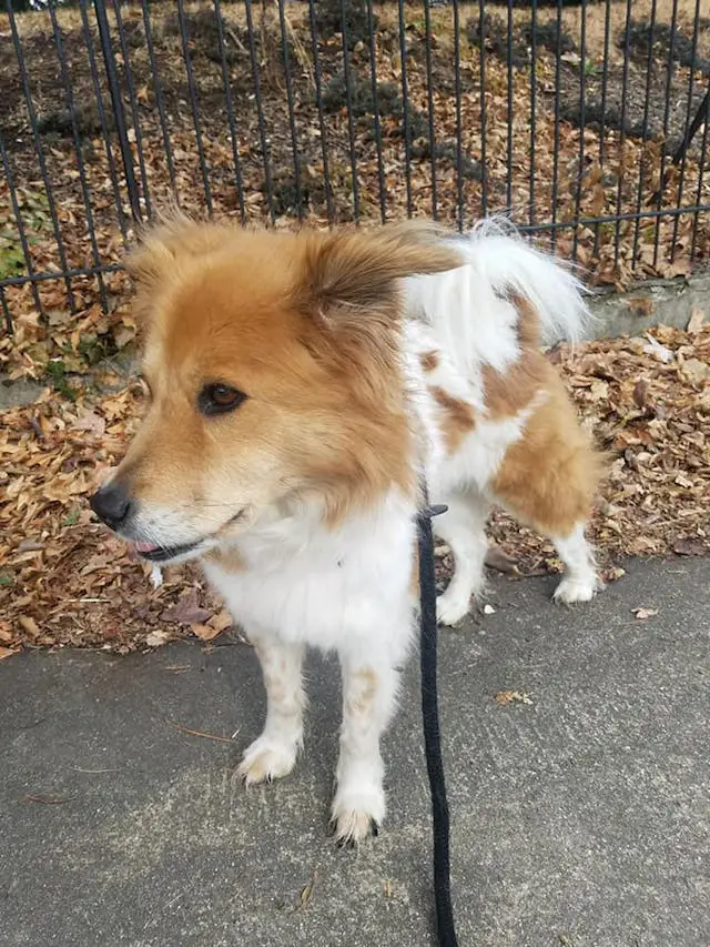 Carla recovered and was adopted by a caring family after staying in foster care for a while.