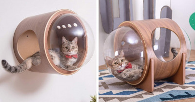 Studio Creates Cat Beds Inspired By Spaceships Where Your Kitties Can Have A Fun Time Snoozing
