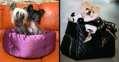 27 Adorable Dogs Who Are Living A Glamorous Life In The Most Extravagant Way Possible