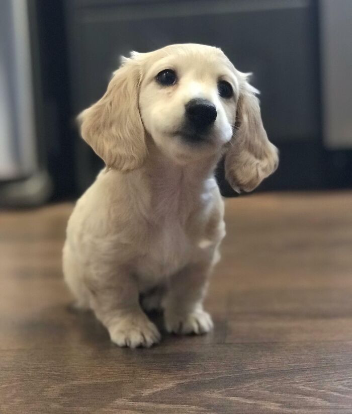 "My Best Friend Marley"