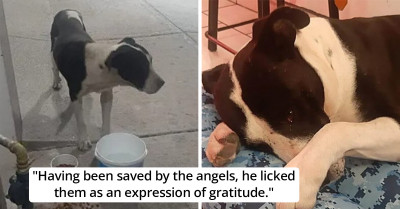 Rescued Street Fighter Dog Breaks Down In Tears After Being Shown Love And Given A Fluffy Bed