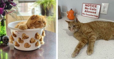 40 Hilarious Instances Of 'Cat Trapping' Captured By This Dedicated Online Community