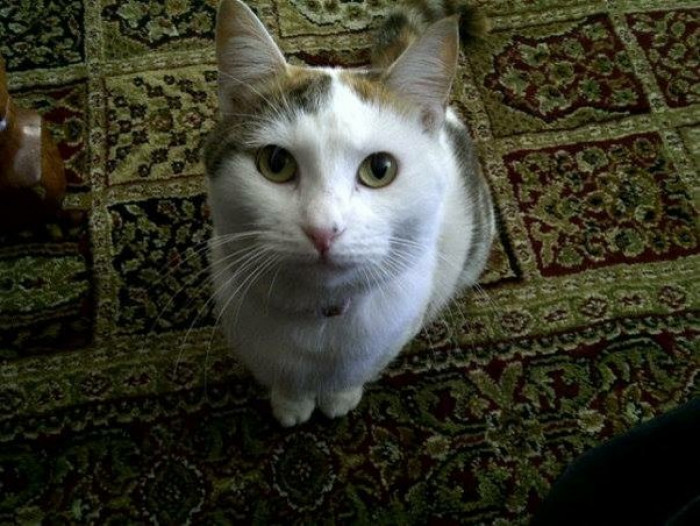 13. Someone wanted to post about their cat