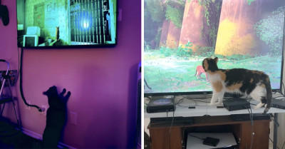 Gamers Post Their Pets' Reaction To The Newest Cat Adventure Game, Stray, And People Are Lovin' It