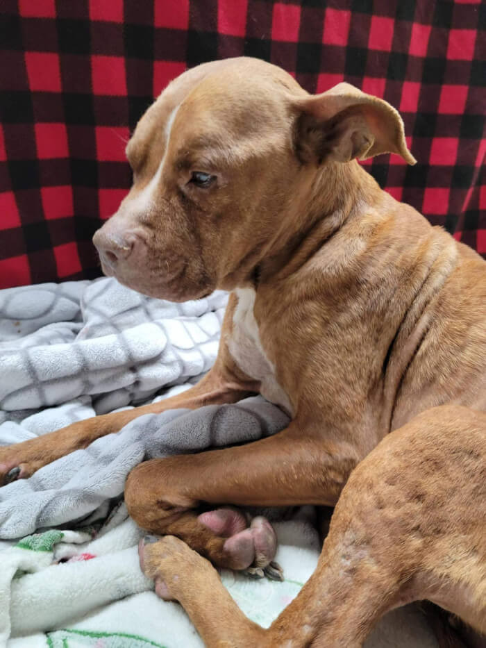 That's the face of a dog that's been through a lot