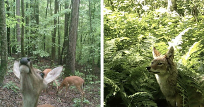 Wildlife Gone Wild: 51 Animals Unaware That Cameras Were Rolling And Ended Up Delivering Comedy Gold
