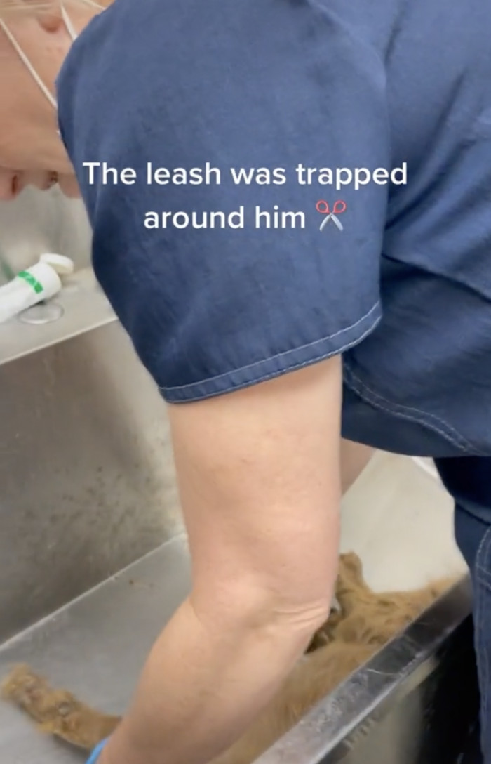 They had to cut off the leash that was stuck in his fur