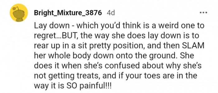 6. I taught my dog to lay down