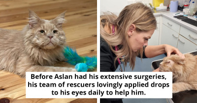 Rescued Maine Coon Dubbed "King Aslan" After Enduring Several Intricate Eye Surgeries