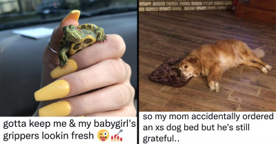 Animals Are So Good At Making People Happy And These Are 12 Tweets That Prove It