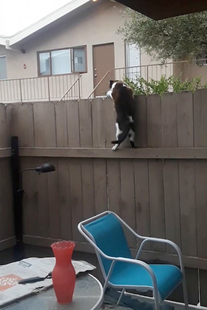 Feline Ingenuity Takes Fence-Scaling Cat to New Heights