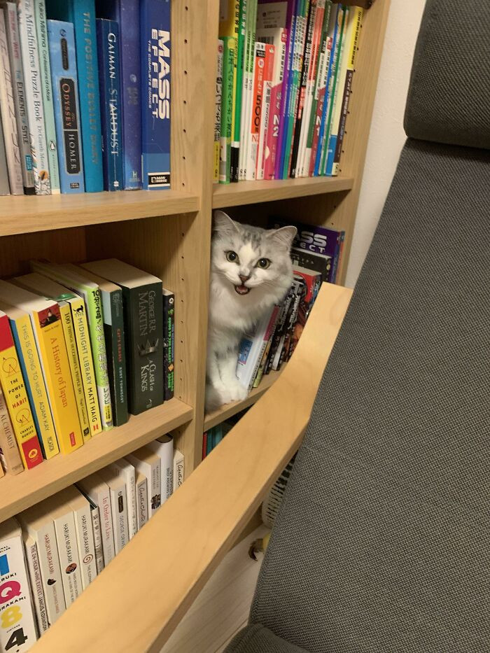 33. The owner calls this creature "the yelling book."