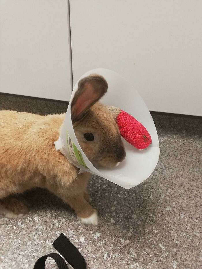 "My Gremlin Regretting Chewing His Stitches In His Cone Of Shame"