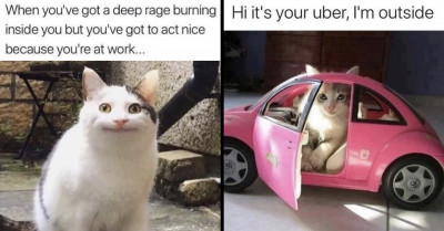 30 Of The Cutest Cat Memes Featuring Our Adorable Furry Friends, Purrfect For All The Cat Lovers