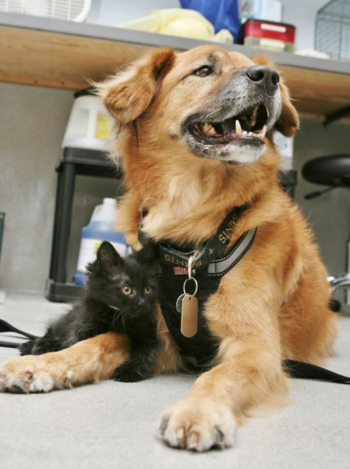 26. “The Arizona Humane Society Uses Boots, A Senior Dog, To Acclimate Kittens To Dogs”