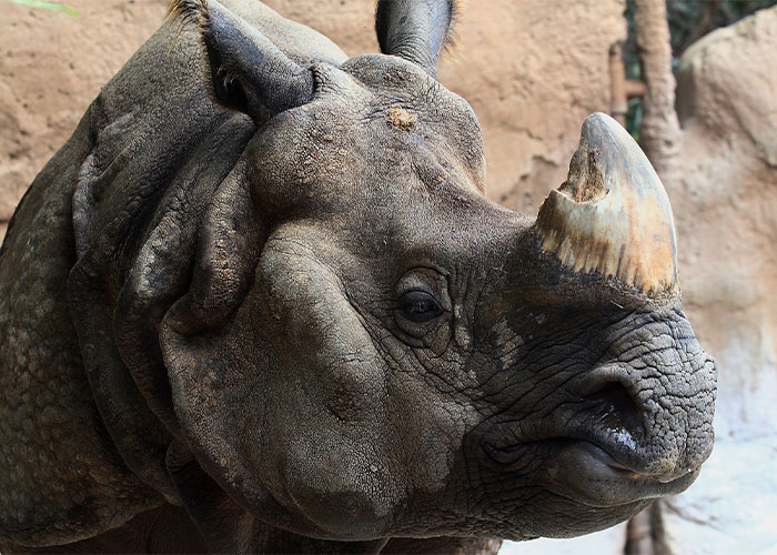 6. The population of Greater one-horned rhinos has increased to 3,700 from just 200 in the 20th century, thanks to strict protection and management efforts by Indian and Nepalese authorities.