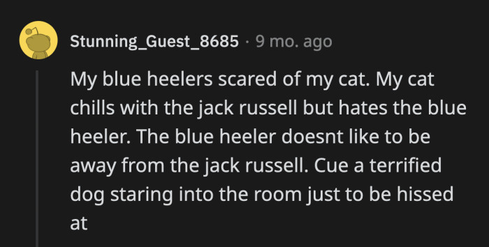 14. We need a backstory as to why the cat hates the blue heeler