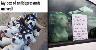 21 Splendidly Hilarious Dog Memes For Dog Lovers All Around The Globe