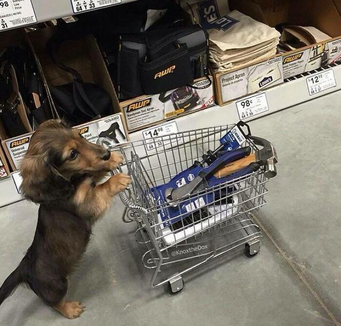 "Just A Dachshund Shopping For Tools"