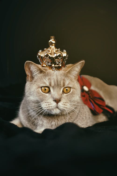 Bleps also fits into today’s internet culture, where people love quick, easy-to-enjoy content.