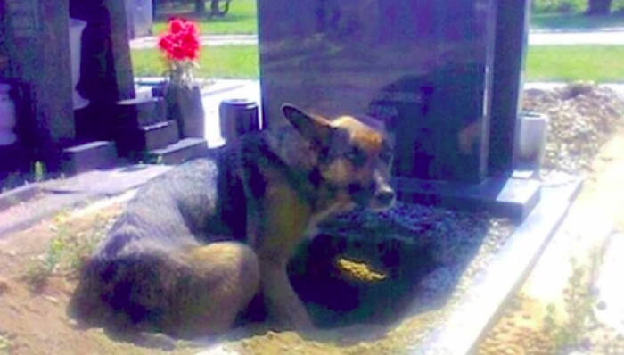 Visitors noticed a concerned German Shepherd loitering near a person’s grave for days on end