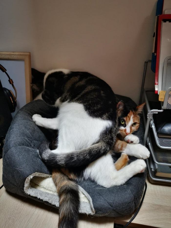 My B&W tabby sits on my calico until she gives up their fave spot on my desk