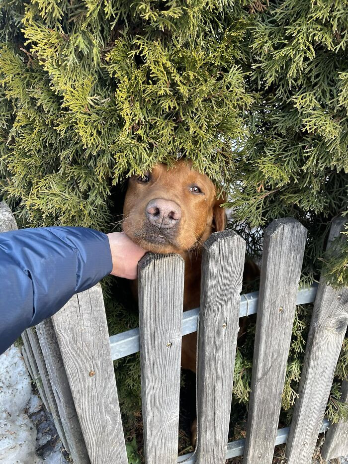 Small puppies perched high in a tree, surprised dogspotting group encounter