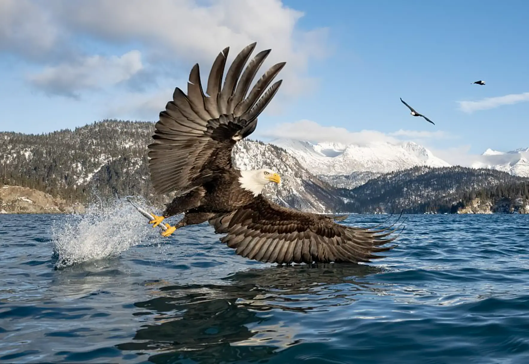 The majestic bird swooped down from the sky with perfect precision.