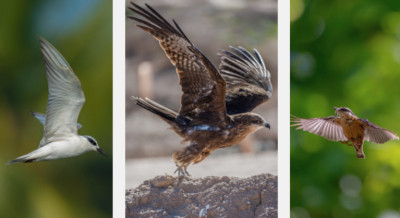 How Do Birds Fly? Wings, Feathers, and the Four Forces