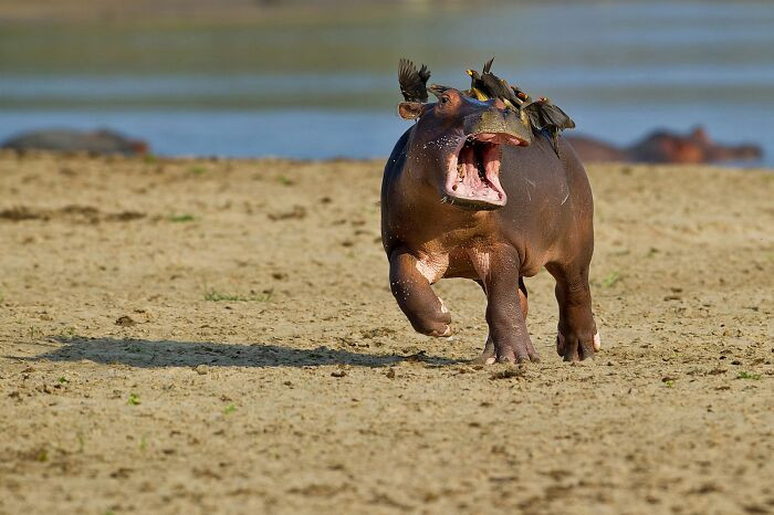 Baby Hippopotamus Captured By Marc Mol