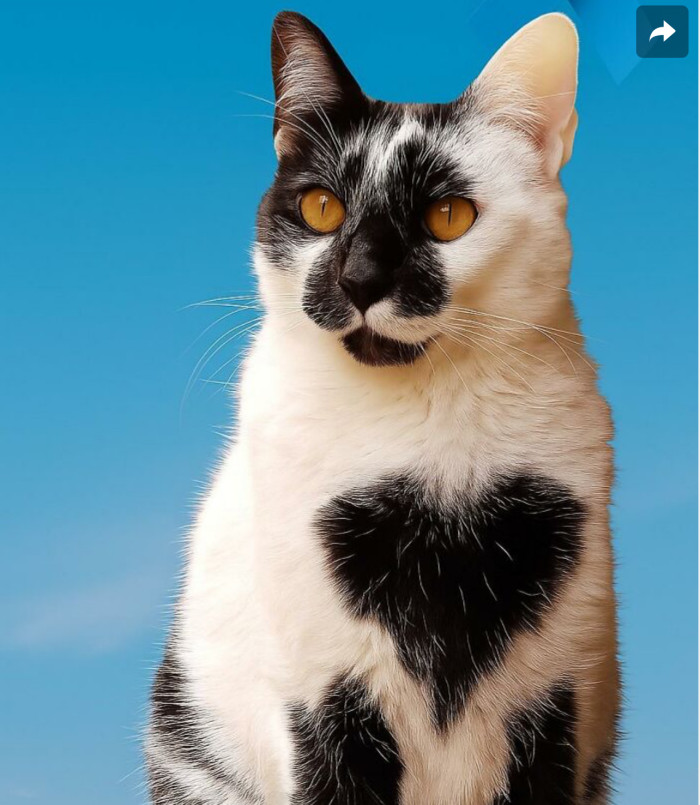 Meet Thor, the rescue cat with a heart on his chest, who won Brazil's most beautiful cat title