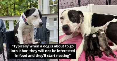 Adorable Dog, Poppy, Surprisingly Delivers Her Babies While Having Her Pregnancy Photoshoot