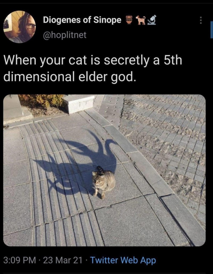 4. Come on, all cats have this trait in them