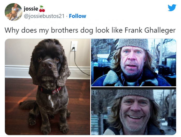 Why do some dogs look like celebs?