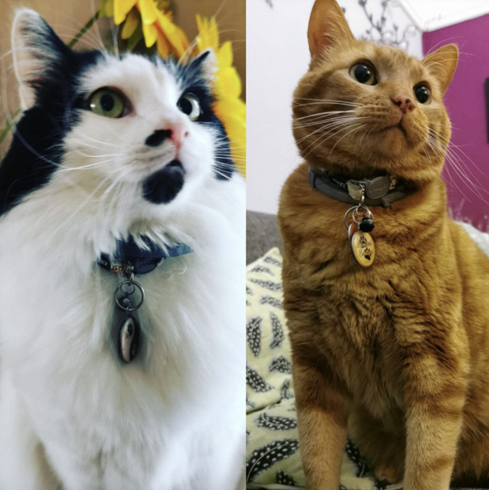 Here are the two cats...