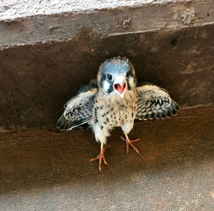 31. Found A Baby Hawk At Work Today