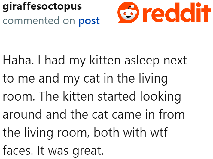 It would be so entertaining to see the reactions of the cats that hear this video.