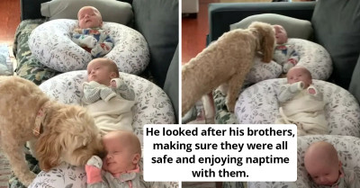 Take A Look At This Adorable Dog Checking To Ensure Newborn Triplets Are Safe