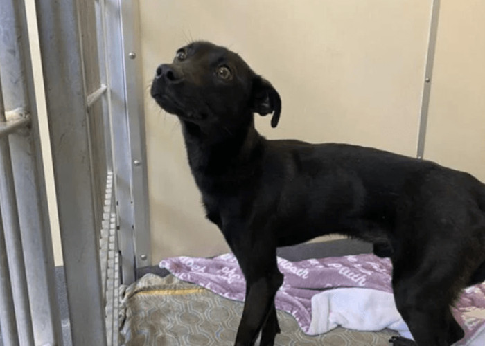 14. "Shelter website photo vs one week later in his forever home"