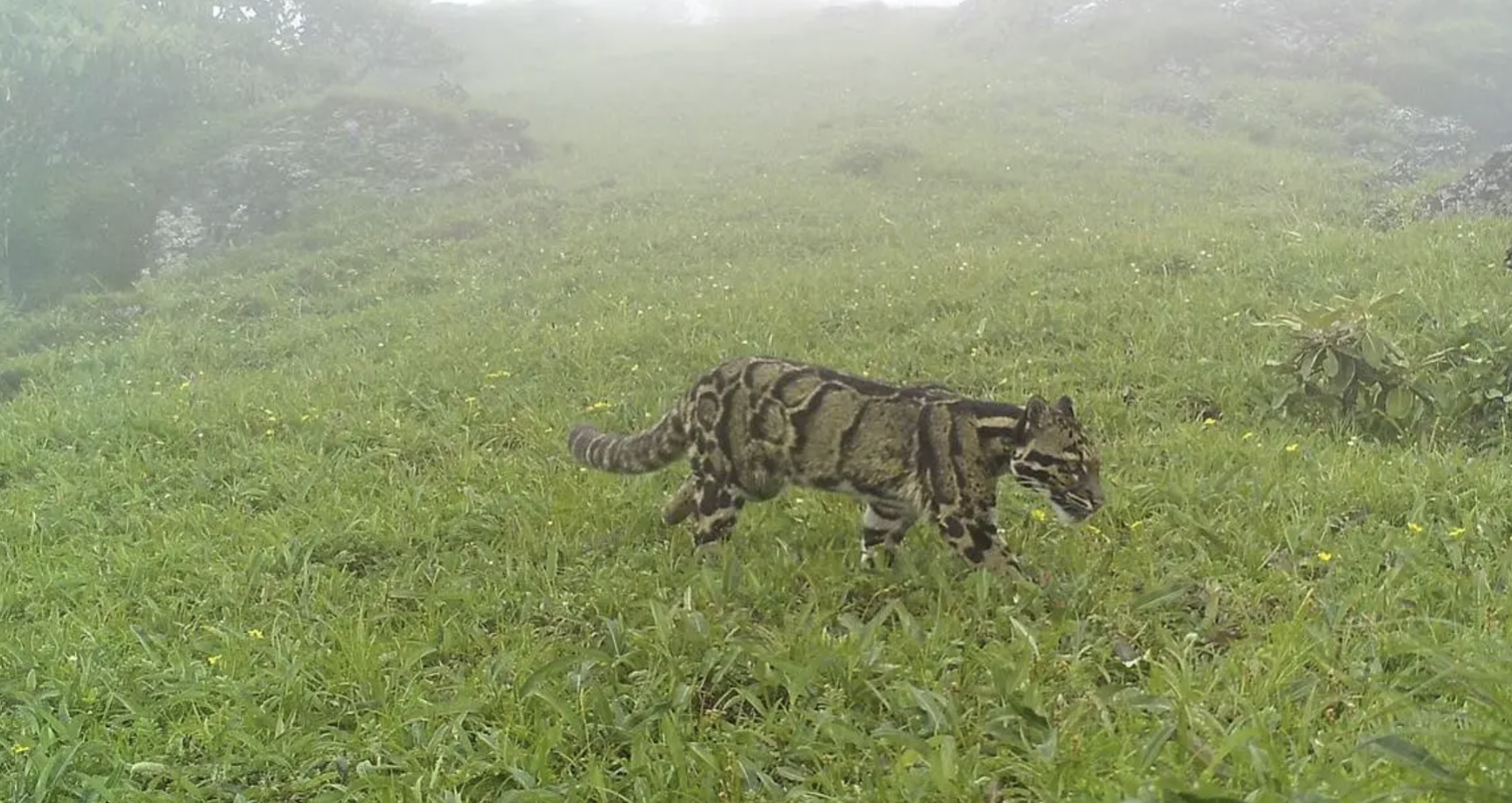 These cats are exceptional climbers. They can climb down trees headfirst, which is a rare skill among cats. They can also hang upside down from branches using their powerful limbs and long tail for balance.
