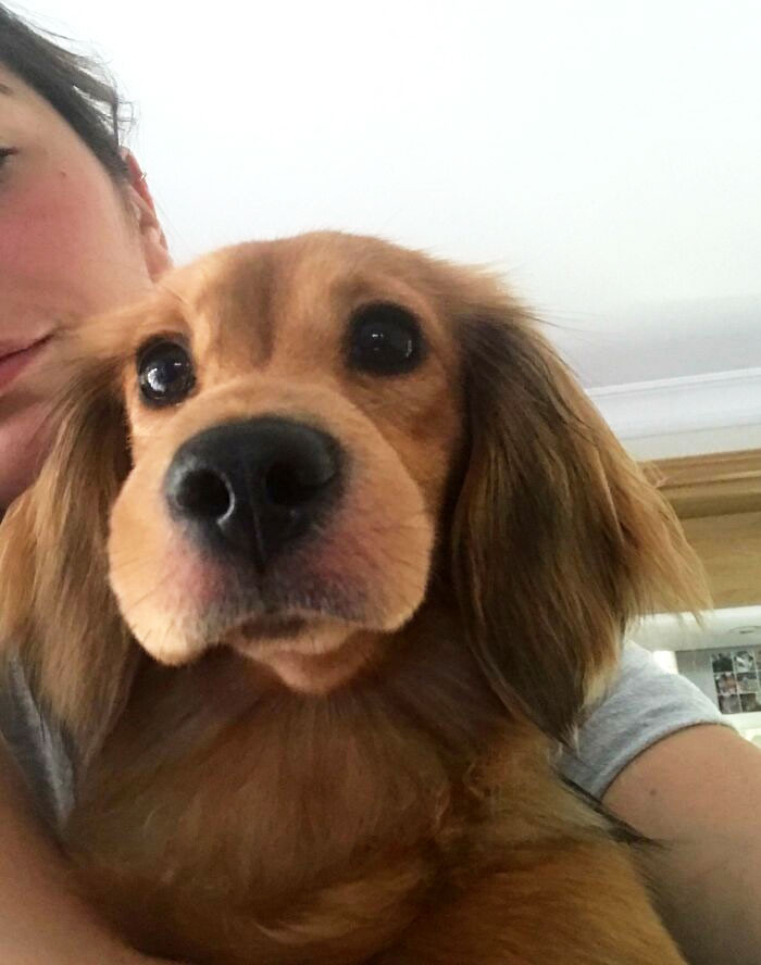 "Dachshund Learnt The Hard Way That Bees Are Friends And Not Food"