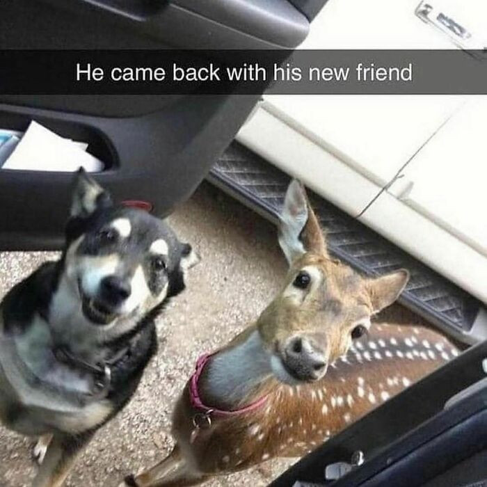 21. Dogs love being best friends with everyone.