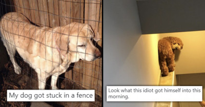 We Dare You Not To Laugh Out Loud At 17 Of The Funniest Dog Fails Ever