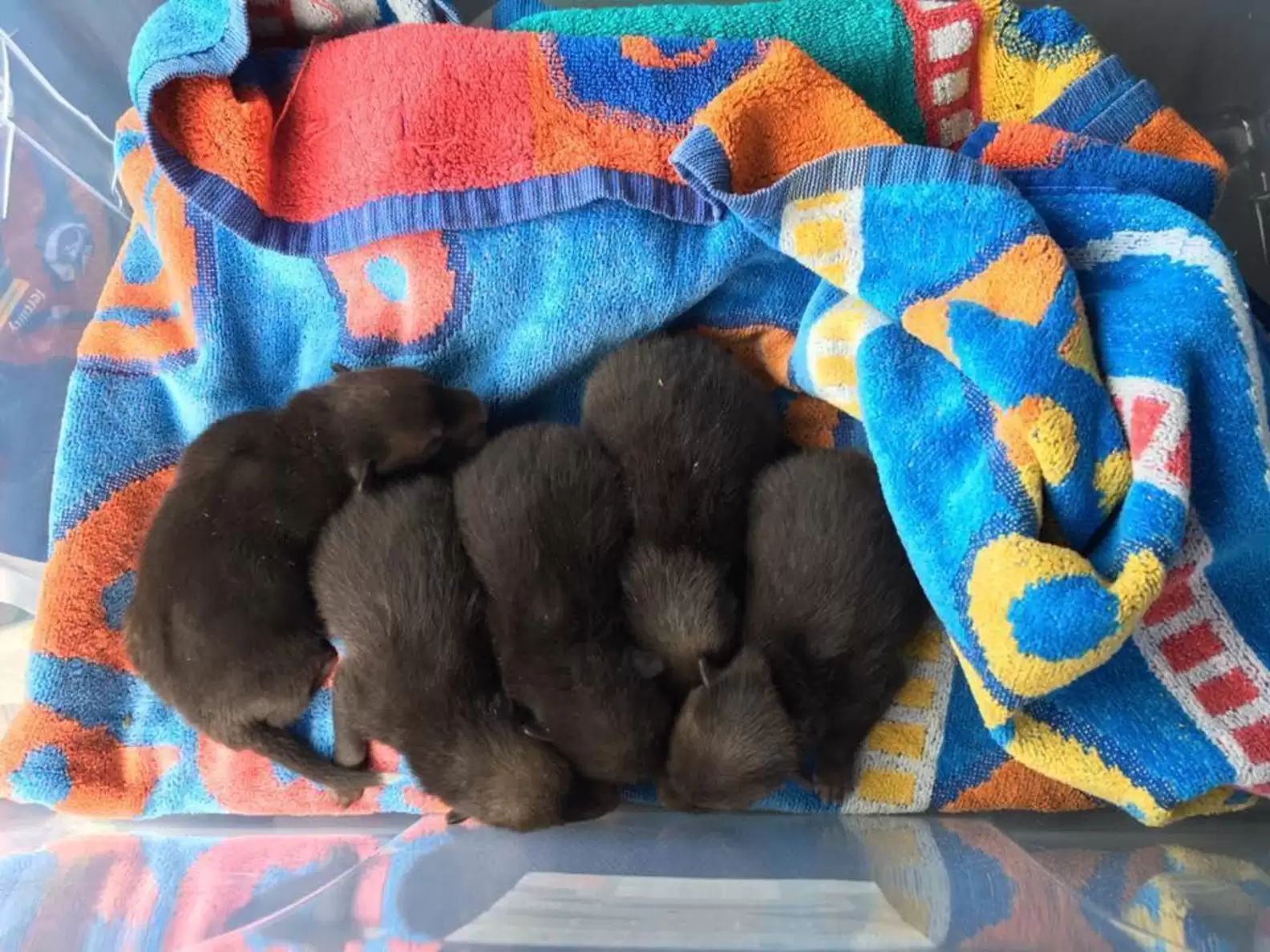 While cleaning a garden, Craig McGettrick and a friend found an old mattress, and beneath it, they found five small puppies.