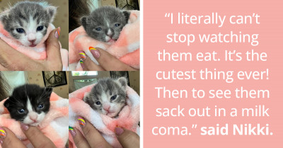 Mama Cat Named Lasagna and Her 'Noodle Babies' Are Living Their Best Lives Thanks to Human Foster Mom