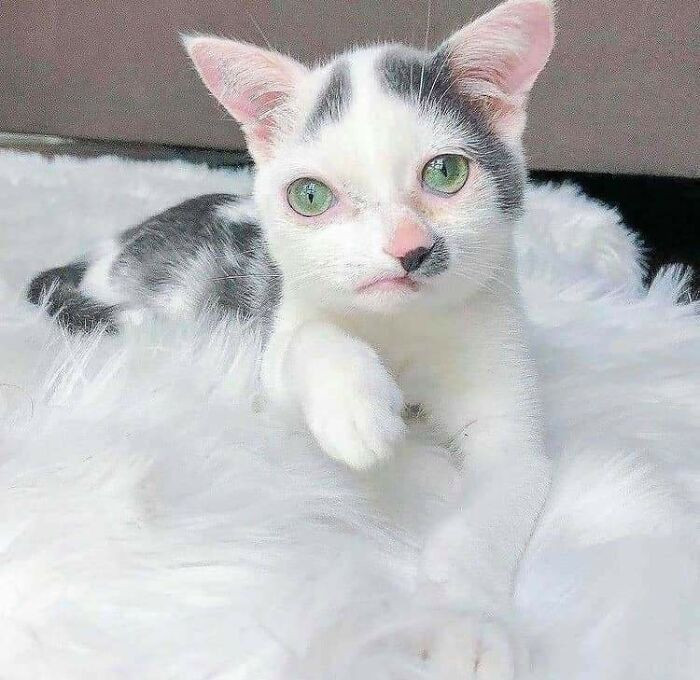 "All Cats Are Gorgeous"
