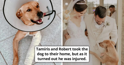 Stray Dog Finds Himself A Permanent Home After Crashing A Wedding; The Newlyweds Adopt Him