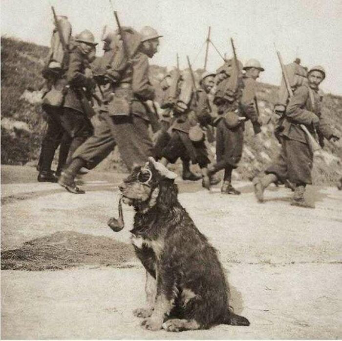 "French troops march past a dog sporting goggles and a pipe, 1915."