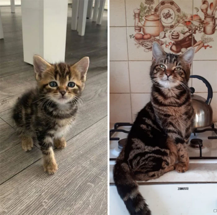 30 Before And After Pics Of Rescue Cats That Have Flourished Since Being Adopted (New Pics)