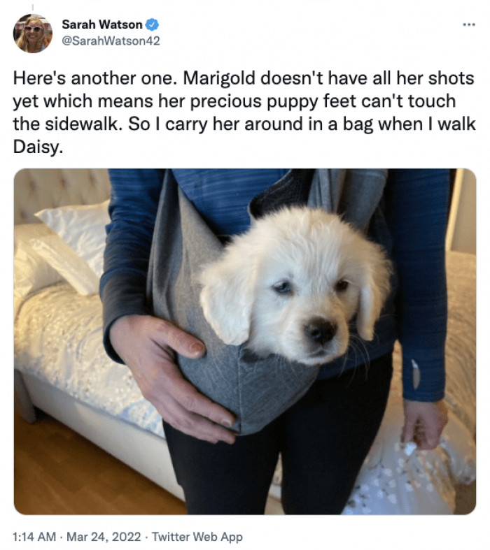 2. Doggo bag to protect the puppy's feet